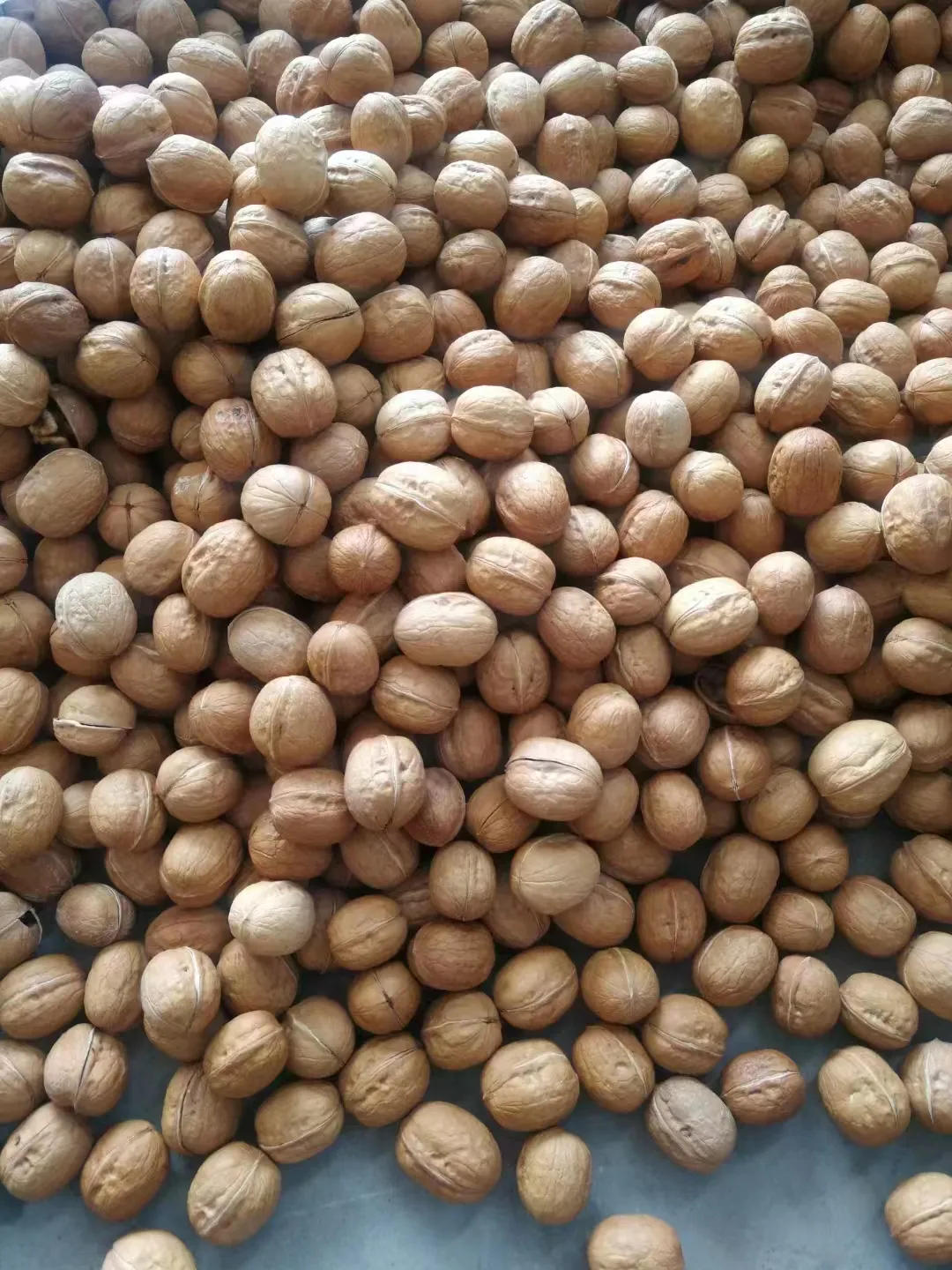 Walnuts in shell xin2