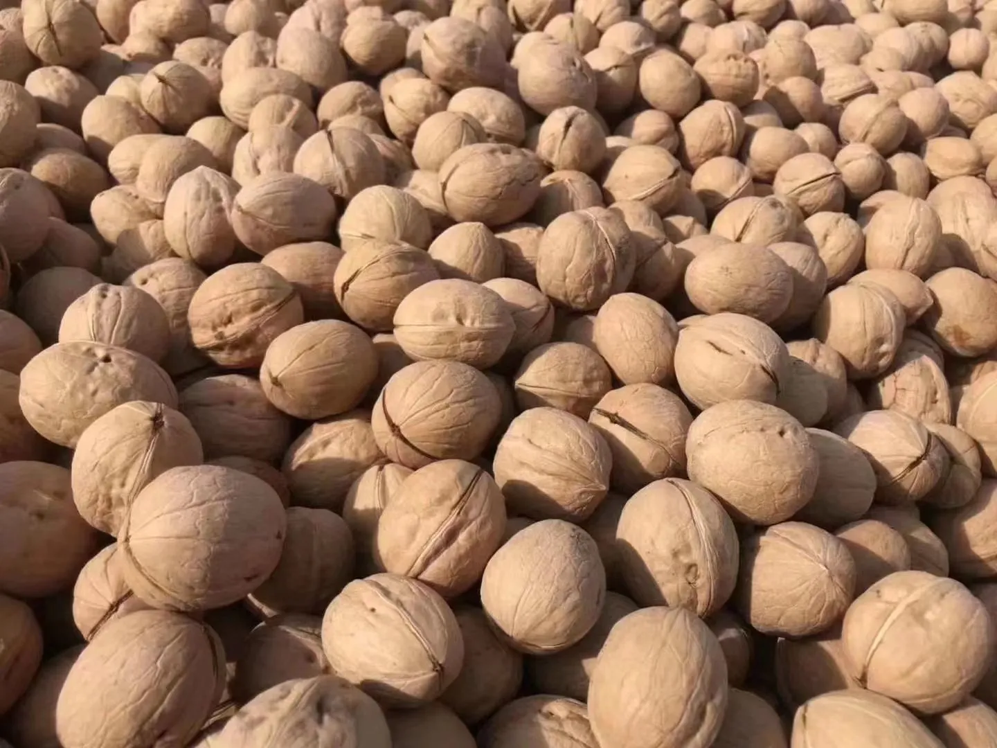 Walnuts in shell 33